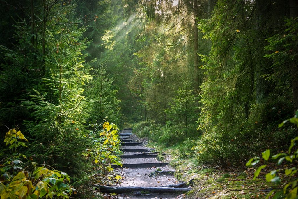 A path with steps in a forest
